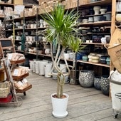 տʪɥ饻 󥷥 ζ*8楻饢ȭ  Сå ʤϤ 緿