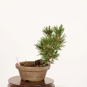 ߺϡ ʪ*ޤġޥ Pinus thunbergiiKuromatsu bonsai ߺ