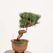 �ߺϡ����վ�(����)*������ ����ʪ ���褦�ޤġ����襦�ޥġ�Goyoumatsu bonsai �����ߺ�