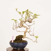 �ߺϡ����缰��(����餵��������)*���� ����ʪ ��饵�������֡�murasakishikibu Callicarpa japonica�����ߺ�