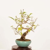�ߺϡ����缰��(����餵��������)*���� ����ʪ ��饵�������֡�murasakishikibu Callicarpa japonica�����ߺ�