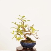 �ߺϡ����缰��(����餵��������)*���� ����ʪ ��饵�������֡�murasakishikibu Callicarpa japonica�����ߺ�
