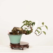 梅盆栽・桜盆栽・藤盆栽,梅盆栽 | 遊恵盆栽 本店