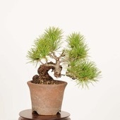�ߺϡ����վ�*���� ����ʪ ���褦�ޤġ����襦�ޥġ�Goyoumatsu bonsai �����ߺ�