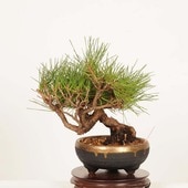 ミニ・小品盆栽,松柏 | 遊恵盆栽 本店