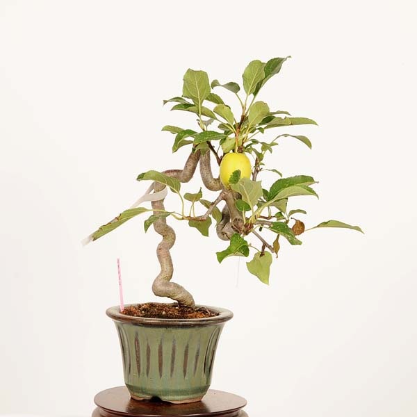 �ߺϡ�ɱ�ŷ��Ӹ�ʤ�󤴡���󥴡�*���ʡ�����ʪ Malus domestica��ringo bonsai�����ߺ�