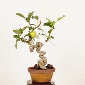 �ߺ� ������ɱ�ŷ��Ӹ�ʤ�󤴡���󥴡�*���ʡ�����ʪ Malus domestica��ringo bonsai�������ߺ�
