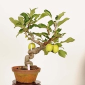 �ߺ� ������ɱ�ŷ��Ӹ�ʤ�󤴡���󥴡�*���ʡ�����ʪ Malus domestica��ringo bonsai �����ߺ�
