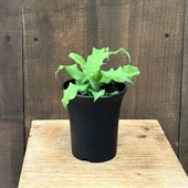 ������� ���տ�ʪ ���٤� �֥���ꥢ������ץ��󥵥�*3.5�� �ץ�ݥå�