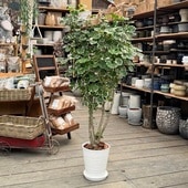 ������� ���տ�ʪ���ݥꥷ�㥹 �ޥ륮�ʡ���*8�楻�饢����ȭ���� ������ �С������å� ���ʤ��Ϥ� �緿����������