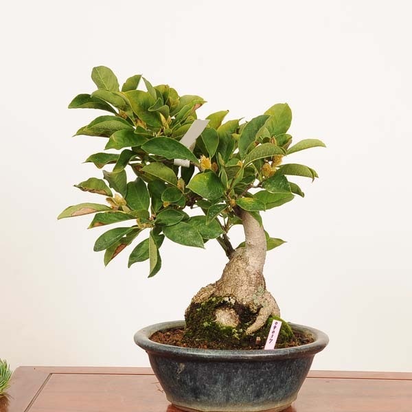 盆栽 特選：姫こぶし*現品 一点物 コブシ kobushi bonsai 中品盆栽