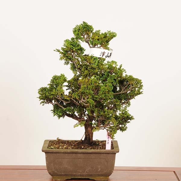盆栽 津山ひのき 津山檜 盆栽：津山桧（ひのき）*現品 一点物 ヒノキ hinoki bonsai 中品盆栽