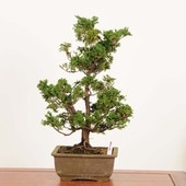 ߺϡŻɰʤҤΤ*ʡʪ ҥΥhinoki  bonsai ߺ