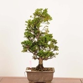 �ߺϡ��Ż�ɰ�ʤҤΤ���*���ʡ�����ʪ �ҥΥ���hinoki  bonsai �����ߺ�
