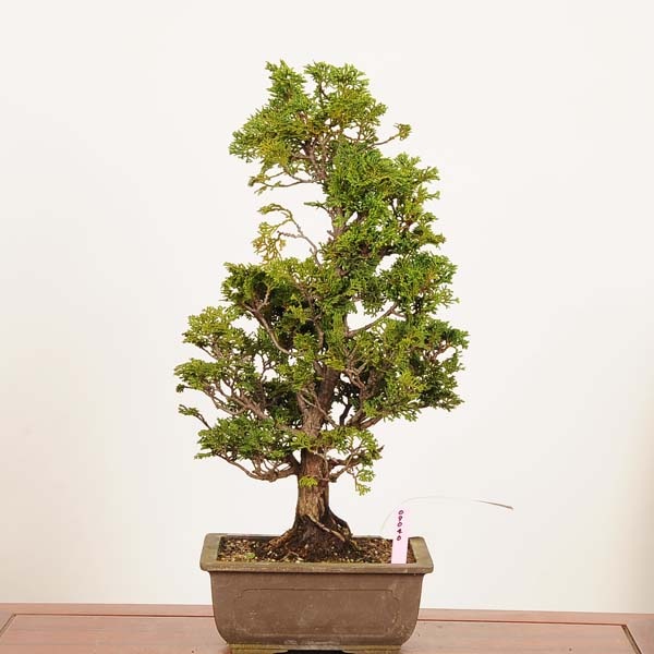 盆栽：津山桧（ひのき）*現品 一点物 ヒノキ hinoki bonsai 中品