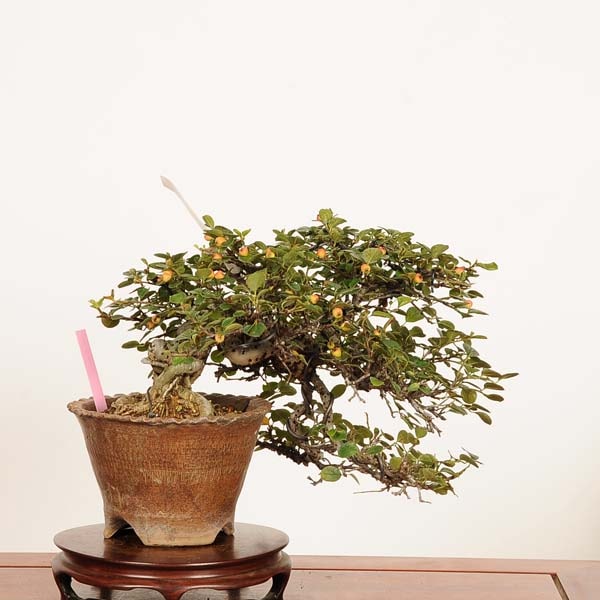 �ߺ� �������Ȼ���(������)������*����ʪ ������Cotoneaster horizontalis��Benishitan bonsai �� �����ߺϡ�