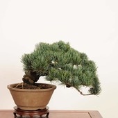 【大品 五葉松盆栽】真柏…　　　 ⭕お引取限定、特価品❗ 五葉松》五葉松盆栽 五葉松 盆栽 古幹/ 真柏 黒松 赤松 杜松