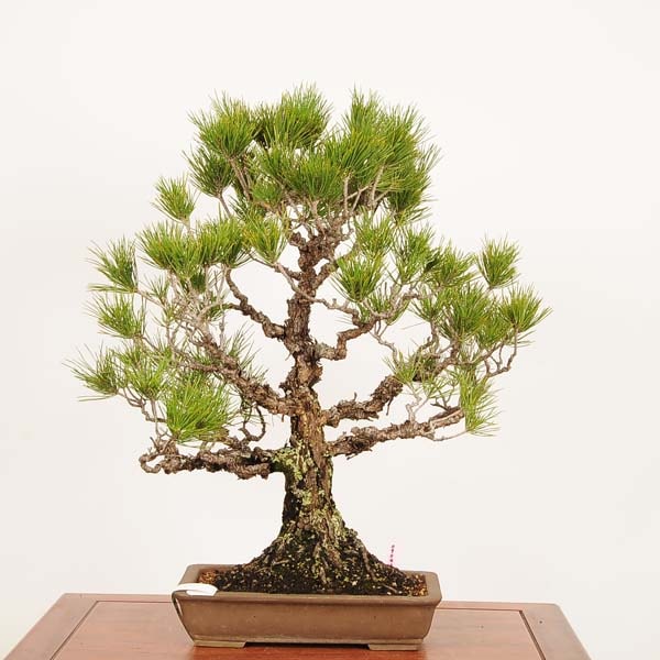 �ߺϡ�øϩ����* ���� ����ʪ �����ޤġ������ޥġ�Kuromatsu bonsai �����ߺ�