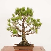中品・大品盆栽,松柏 | 遊恵盆栽 本店