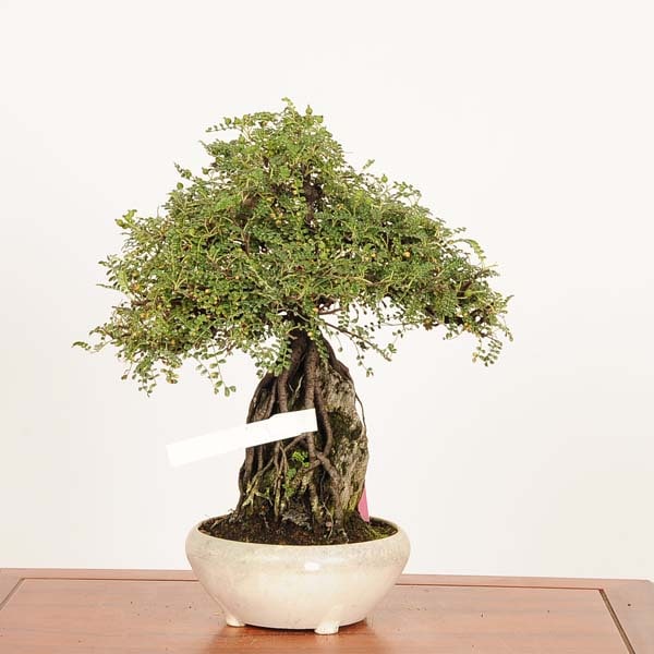 盆栽：磯山椒石付(いそざんしょう)鉢ヒビ有 現品*サンショウ