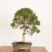 中品・大品盆栽,松柏 | 遊恵盆栽 本店