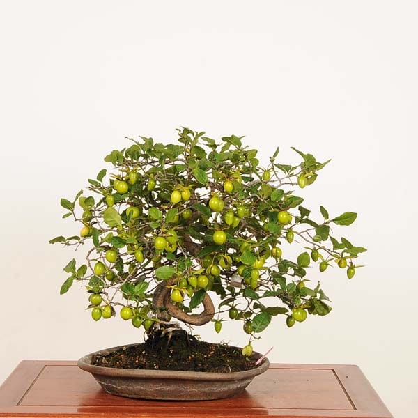 �ߺ� ������Ϸ��� ����*����ʪ �������  ���������Diospyros rhombifolia��rouyagaki bonsai �����ߺ�
