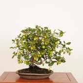 【中品　黒松盆栽】真柏…　　　　　⭕卓也様、値下げ依頼中… 明樹園lite]真柏 中品 盆栽 25cm
