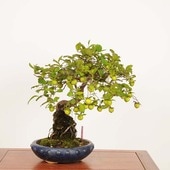 �ߺ� ������Ϸ��� ����*����ʪ �������  ���������Diospyros rhombifolia��rouyagaki bonsai �����ߺ�