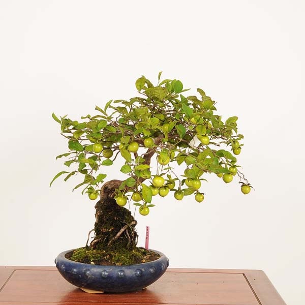 盆栽 特選：老爺柿 現品*一点物 ろうや柿 ロウヤ柿 Diospyros