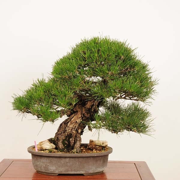 �ߺ� ���������Ϲ���*���� ����ʪ �����ޤ� �����ޥ� kuromatsu  �����ߺ� �緿��ޥ������� 