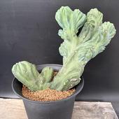 ���ܥƥ󡧥ߥ������������ ε���ڥ�󥹥ȥ�����������*��22cm�����ʡ����ʸ¤�