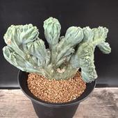 ���ܥƥ󡧥ߥ������������ ε���ڥ�󥹥ȥ�����������*��22cm�����ʡ����ʸ¤�