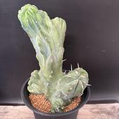 ���ܥƥ󡧥ߥ������������ ε���ڥ�󥹥ȥ�����������*��13cm�����ʡ����ʸ¤�