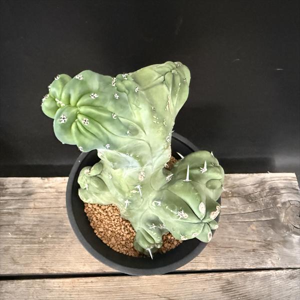 サボテン：ミルチロカクタス 竜神木モンストローサ 自根*幅13cm 現品