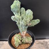 ���ܥƥ󡧥ߥ������������ ε���ڥ�󥹥ȥ�����������*��14cm�����ʡ����ʸ¤�