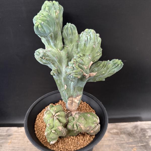 サボテン：ミルチロカクタス 竜神木モンストローサ 自根*幅14cm