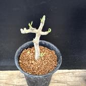 �����ǥå��������쥳�ɥ󡡥֥å��른���̥�������*��3��5���