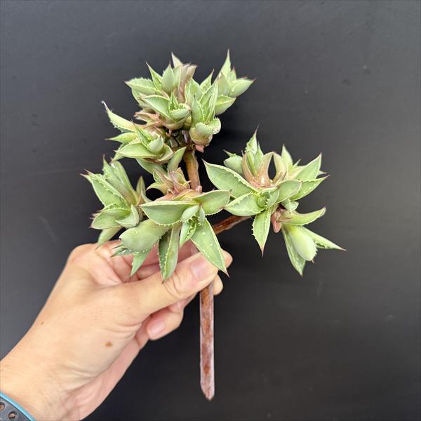 ¿����ʪ�������١��ޥ��������󥵤βֻơ�20�İʾ�Ĥ��Ƥ��ޤ�*���ʡ����ʸ¤�