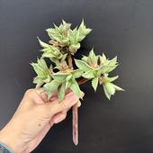 ¿����ʪ�������١��ޥ��������󥵤βֻơ�20�İʾ�Ĥ��Ƥ��ޤ�*���ʡ����ʸ¤�