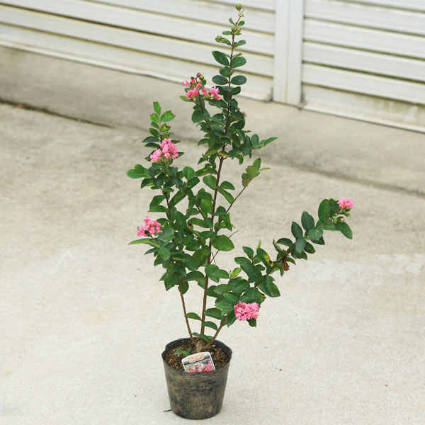 送料無料 庭木・植木：サルスベリ（百日紅）*さるすべり 色をお選び