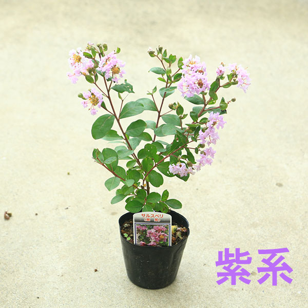 引取り限定　植木　庭木　サルスベリ　百日紅　 幹肌の古色感 趣ある古木 送料無料 庭木・植木：サルスベリ（百日紅）*さるすべり 色をお選び