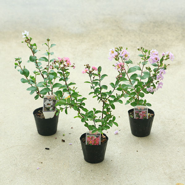 引取り限定　植木　庭木　サルスベリ　百日紅　 幹肌の古色感 趣ある古木 送料無料 庭木・植木：サルスベリ（百日紅）*さるすべり 色をお選び