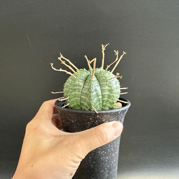 メス 4株 バリダ ユーフォルビア ユーフォルビア スーパーバリダ 雌株 | GREEN LUCK