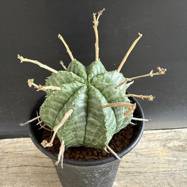 メス 4株 バリダ ユーフォルビア ☆特価☆コーデックス：ユーフォルビア バリダ メス*塊幅7cm 現品