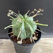 ���ò��������ǥå������桼�ե���ӥ����Х�����᥹*����6��������ʡ����ʸ¤�