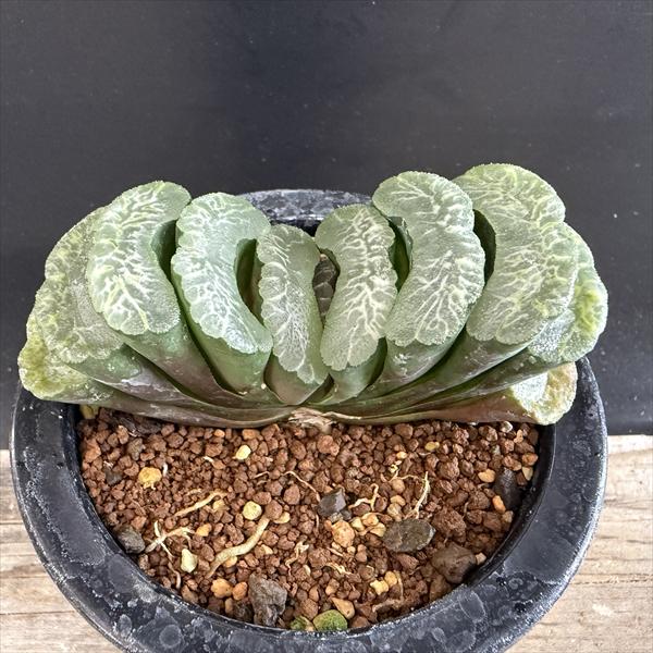 【ドーナツパピローサ特良タイプ】ハオルチア☆多肉植物☆サボテン ☆特価☆多肉植物：ハオルチア　玉扇*幅9ｃｍ　現品！一品限り-遊恵盆栽　本店