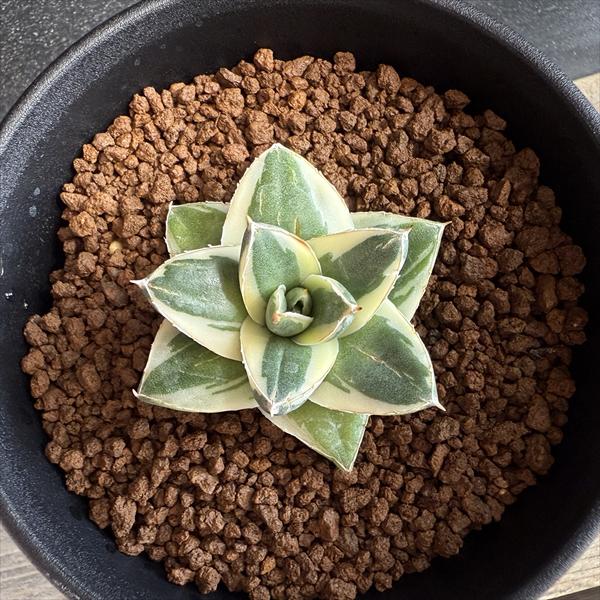 ✨アガベ・ピンキー✨…大幅値下げしました(^^)☀ 多肉植物：アガベ ピンキー*幅4.5cm 現品！一品限り | サボテン