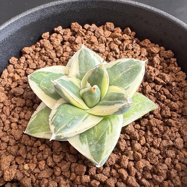 多肉植物：アガベ ピンキー*幅4.5cm 現品！一品限り | サボテン