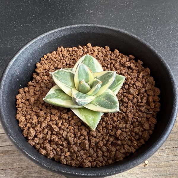 多肉植物：アガベ ピンキー*幅4.5cm 現品！一品限り