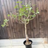 òǥå֥륻顡եǥ*57 ʡʸ¤